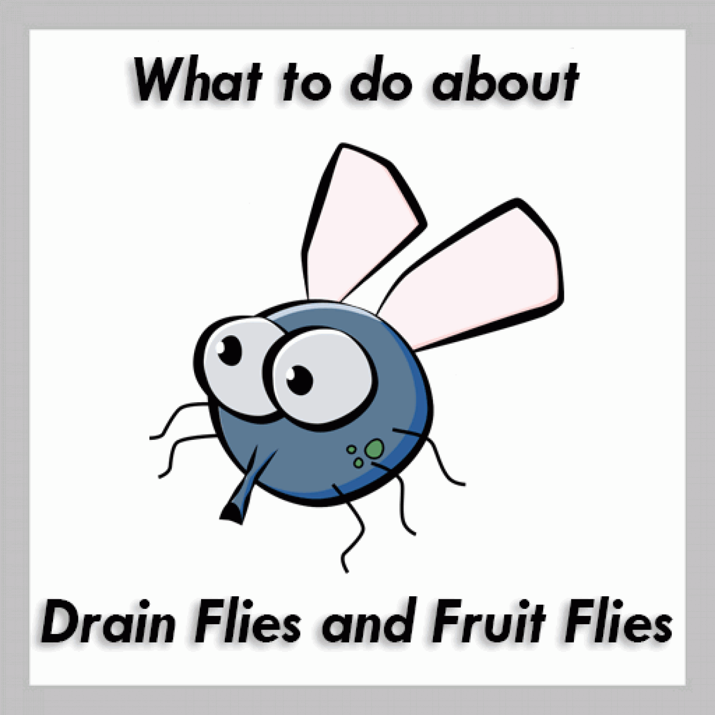 what to do about fruit flies and drain flies