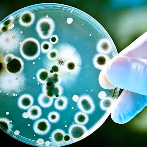 Bacteria-petri-dish